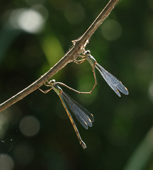 Chalcolestes parvidens