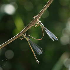 Chalcolestes parvidens