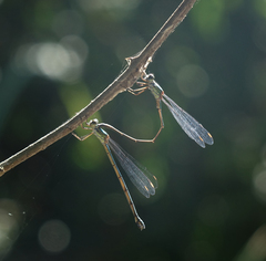 Chalcolestes parvidens