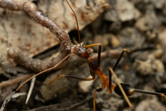 Leptomyrmex rothneyi