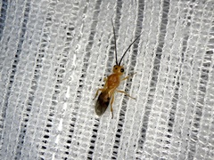 Phanerotoma flava