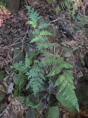 Alsophila spinulosa