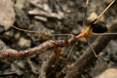 Leptomyrmex rothneyi
