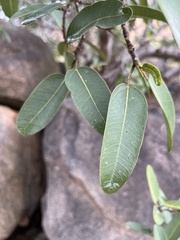 Ficus salicifolia