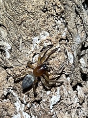 Clubionidae