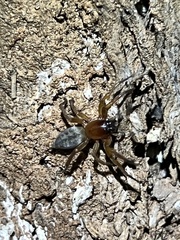 Clubionidae