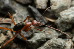 Leptomyrmex tibialis