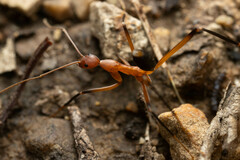 Leptomyrmex cnemidatus