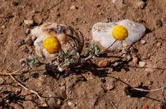 Pentzia