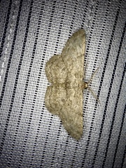 Hypomecis punctinalis conferenda