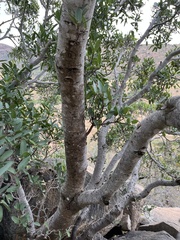 Ficus salicifolia