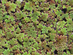 Azolla