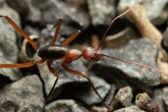 Leptomyrmex tibialis
