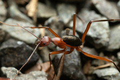 Leptomyrmex tibialis