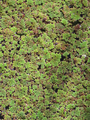 Azolla