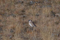 Montifringilla davidiana