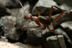 Leptomyrmex tibialis