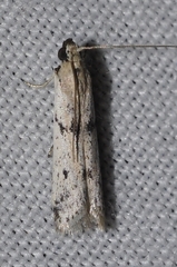 Phycitodes lacteella