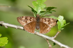 Erynnis propertius