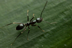 Leptomyrmex burwelli