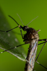Aedes alboannulatus