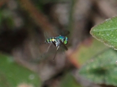 Chrysosoma