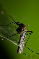 Aedes alboannulatus