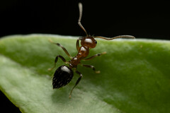 Prolasius convexus