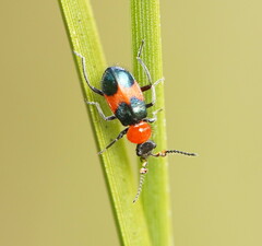 Dicranolaius cinctus