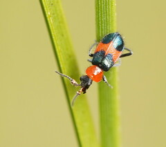 Dicranolaius cinctus