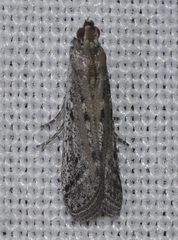 Phycitodes saxicola