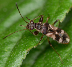 Neopamera bilobata