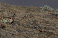 Montifringilla davidiana