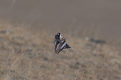 Montifringilla davidiana