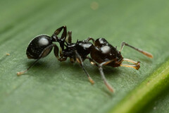 Orectognathus phyllobates