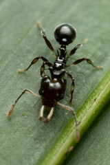 Orectognathus phyllobates