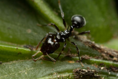 Orectognathus phyllobates