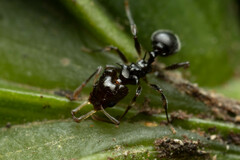Orectognathus phyllobates