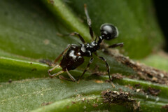 Orectognathus phyllobates