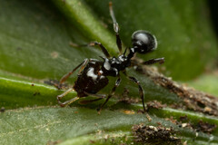 Orectognathus phyllobates