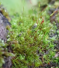 Bryoerythrophyllum recurvirostrum