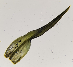 Bryoerythrophyllum recurvirostrum