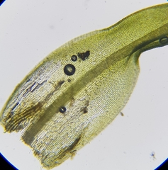 Bryoerythrophyllum recurvirostrum