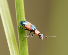 Dicranolaius cinctus