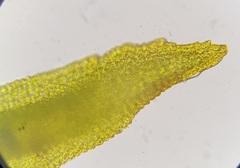 Bryoerythrophyllum recurvirostrum