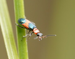 Dicranolaius cinctus