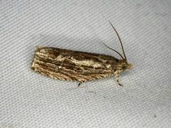 Phaecadophora fimbriata
