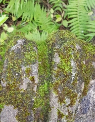 Bryoerythrophyllum recurvirostrum