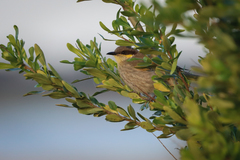 Gavicalis virescens