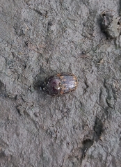 Onthophagini
